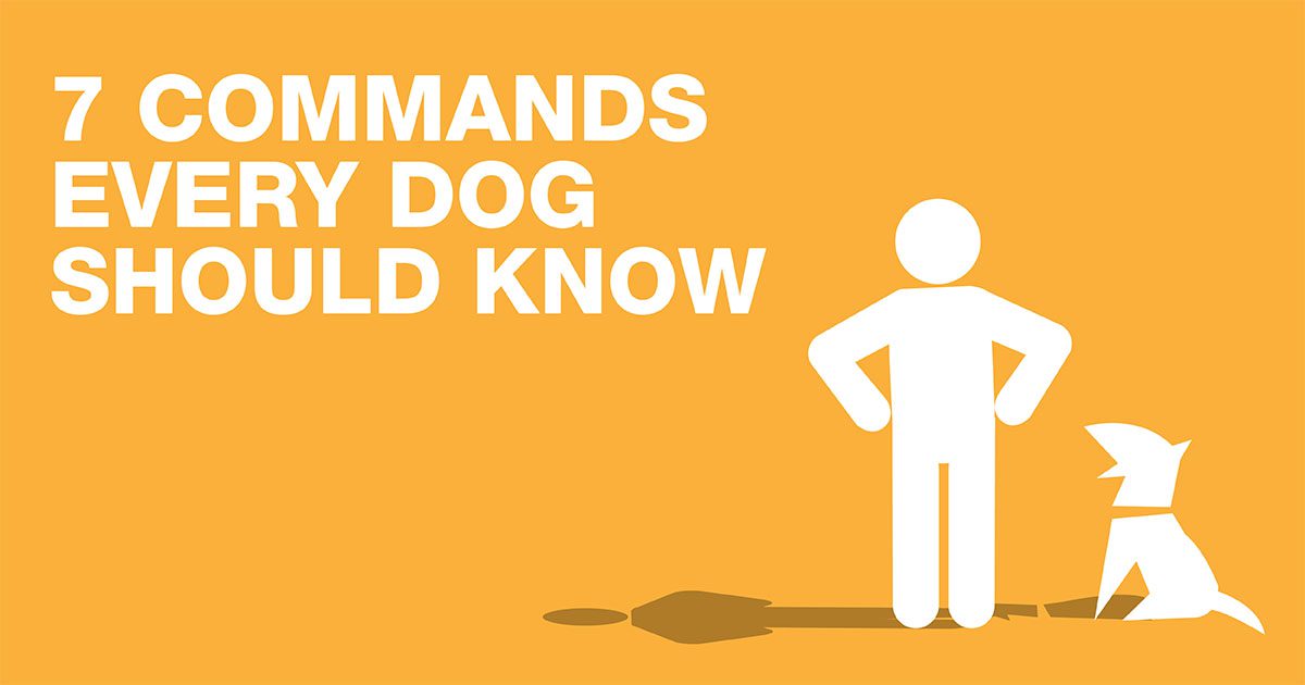 7 Commands Every Dog Should Know | A graphic of a person standing with their dog. | Diamond Pet Food