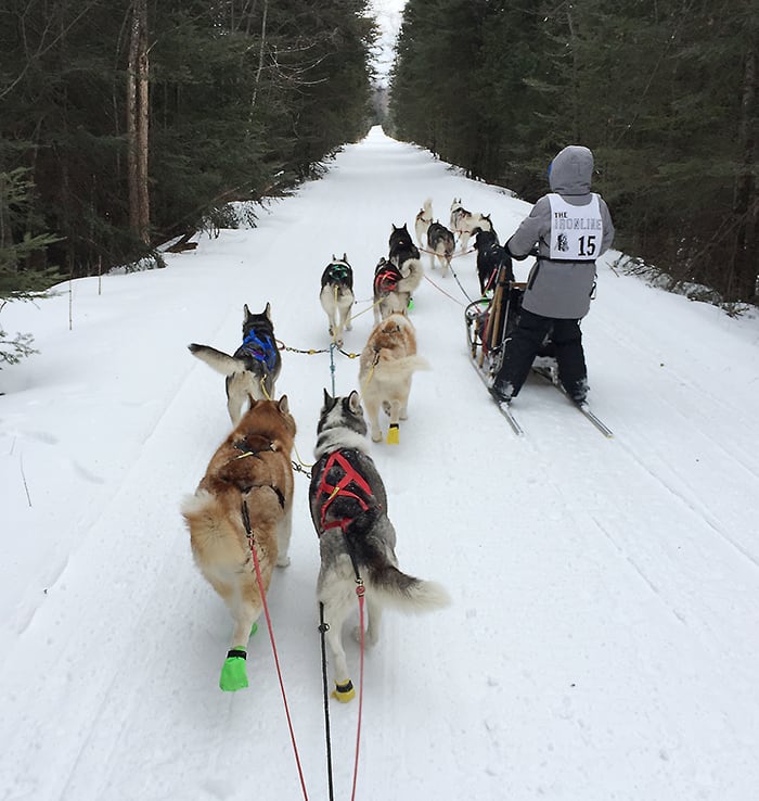 Two sleds and their drivers being pulled by sled dogs on a trail through the forest.