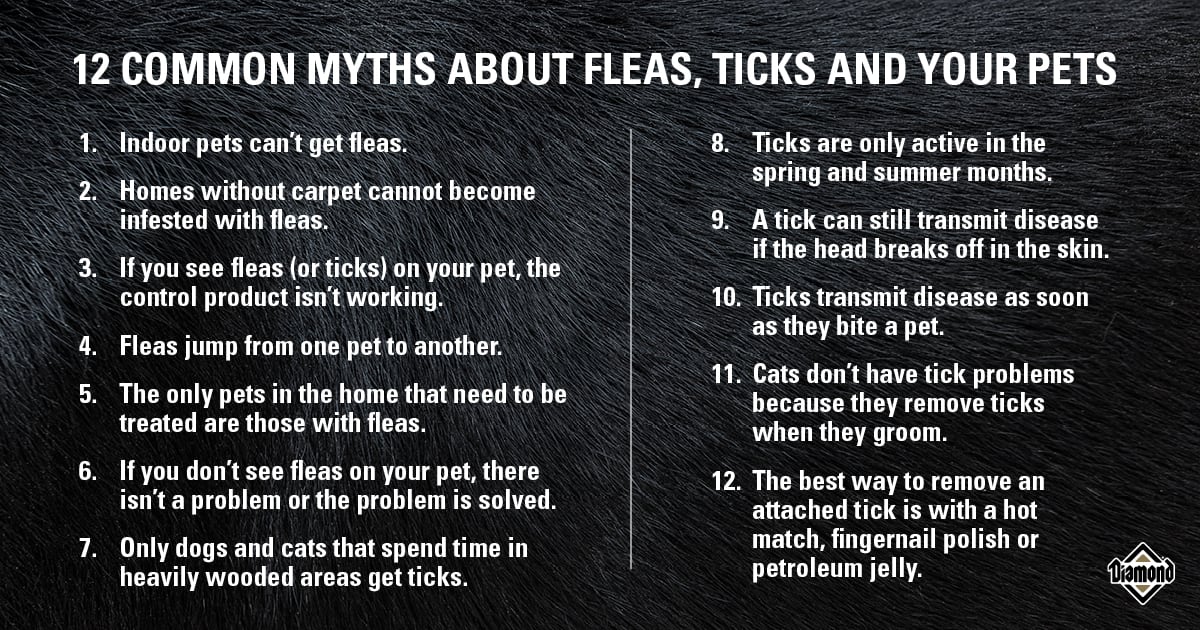 An interior graphic detailing 12 common myths about fleas and ticks that involve your pets.