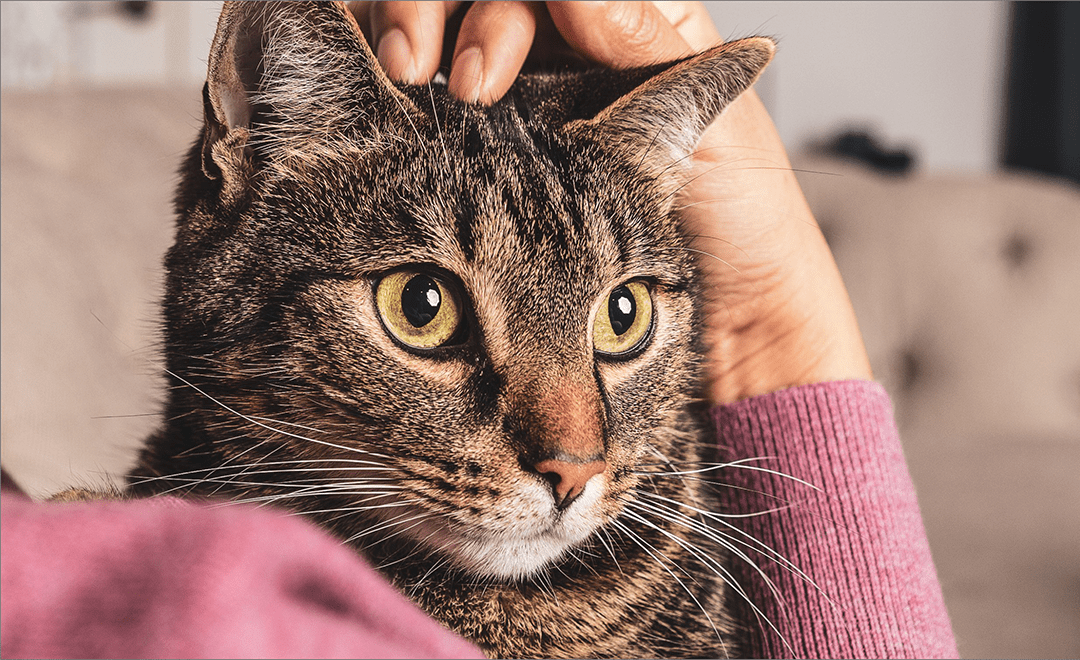 Diamond Cat Foods Premium Formulas for Indoor & Outdoor Cats