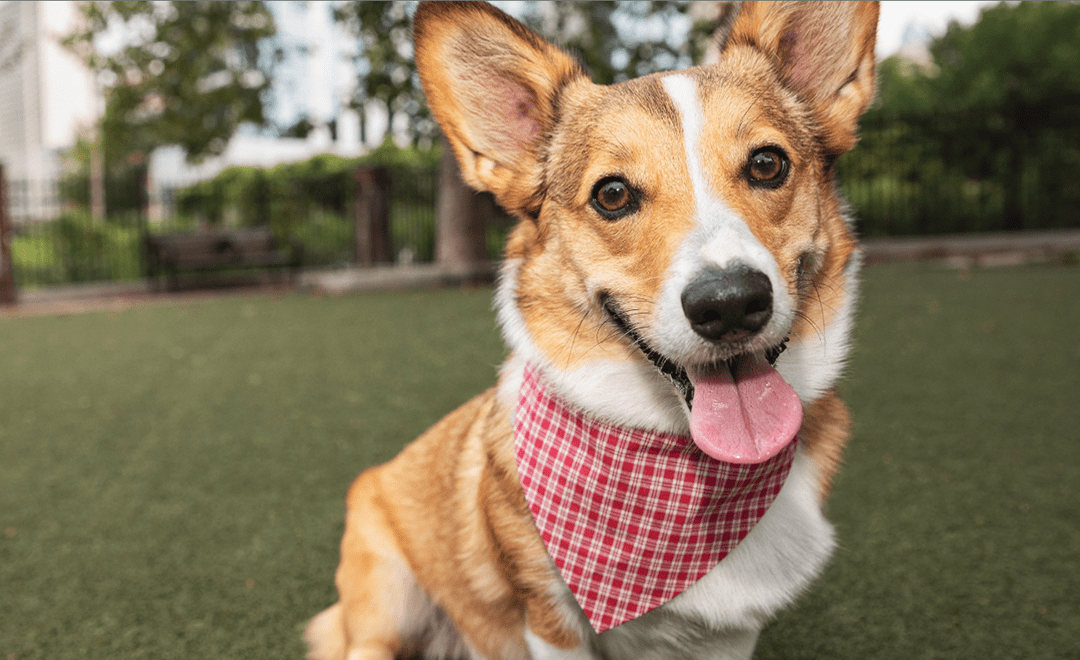 Diamond Dog Foods Diamond Pet Foods