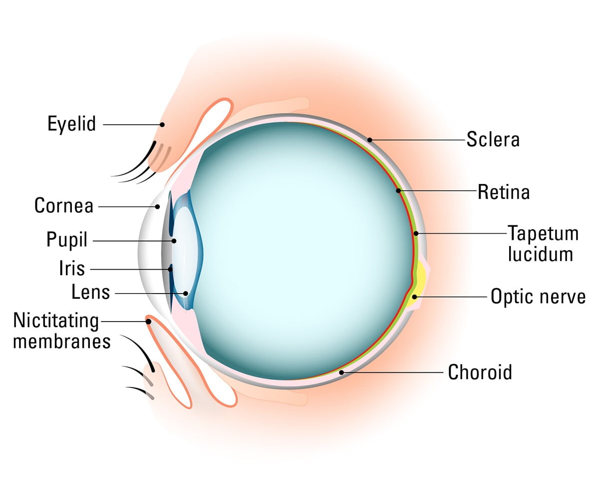 A diagram that identifies the anatomy of a cat's eye.