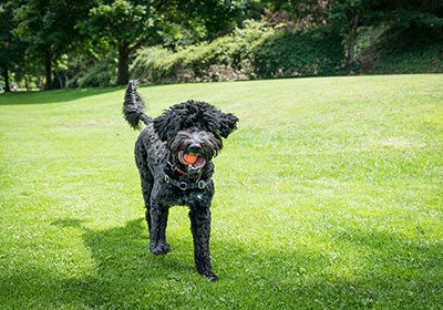 Portuguese Water Dog Running | Diamond Pet Foods