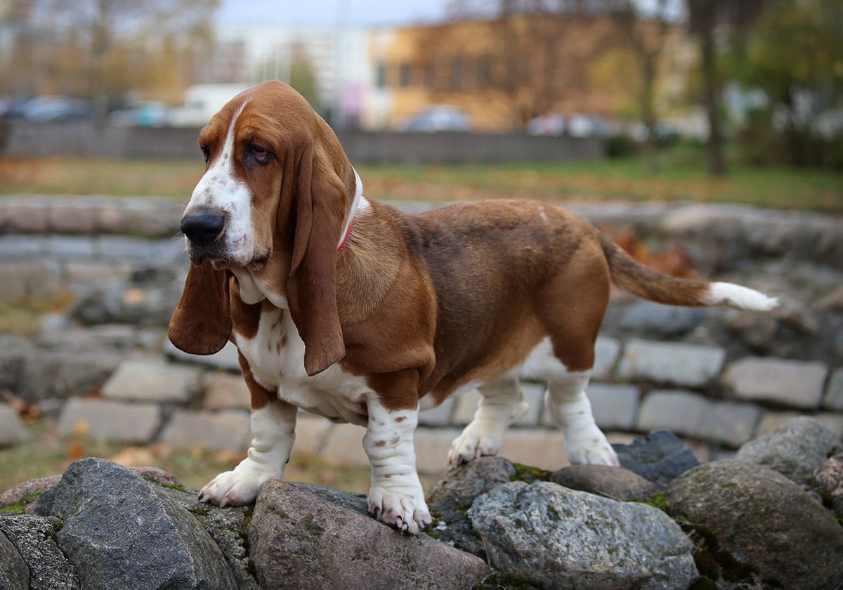 Basset Hound in a Park | Diamond Pet Foods