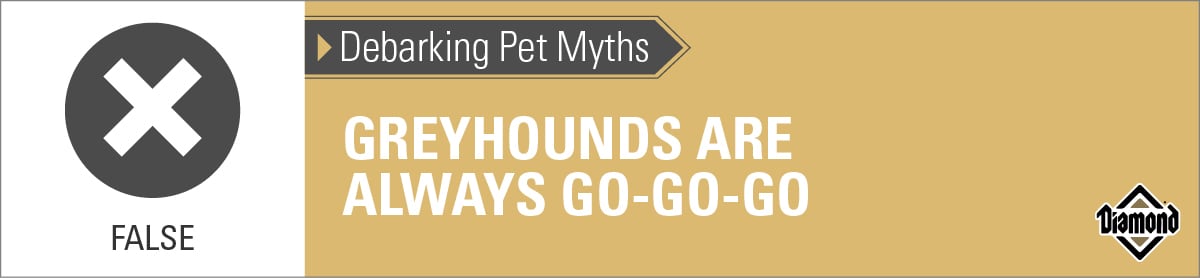 False: Greyhounds Are Not Always Go-Go-Go | Diamond Pet Foods