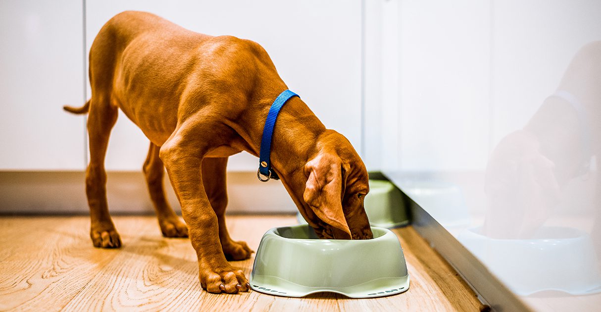 A young puppy eating food from a bowl on the floor.