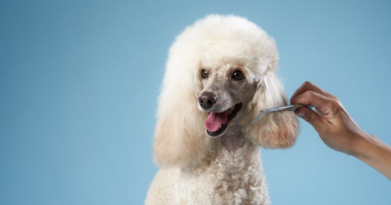 A white dog sitting patiently while someone combs its long hair.