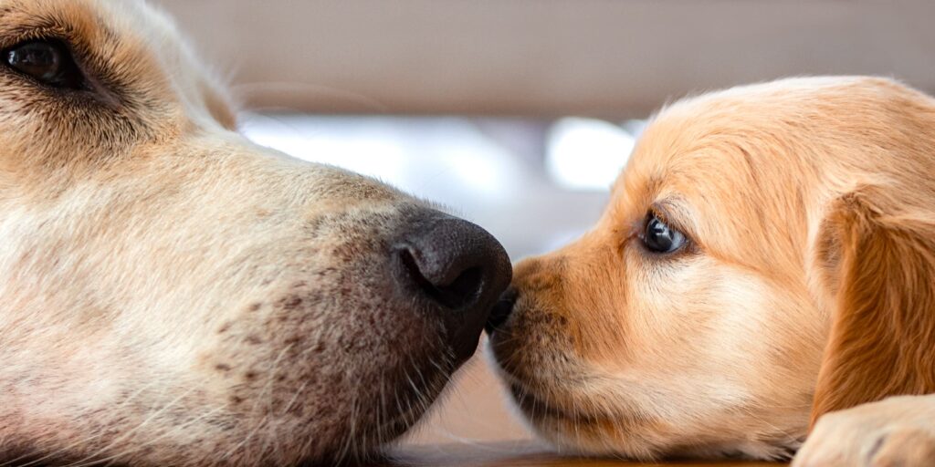 An adult dog touching noses with a small puppy.