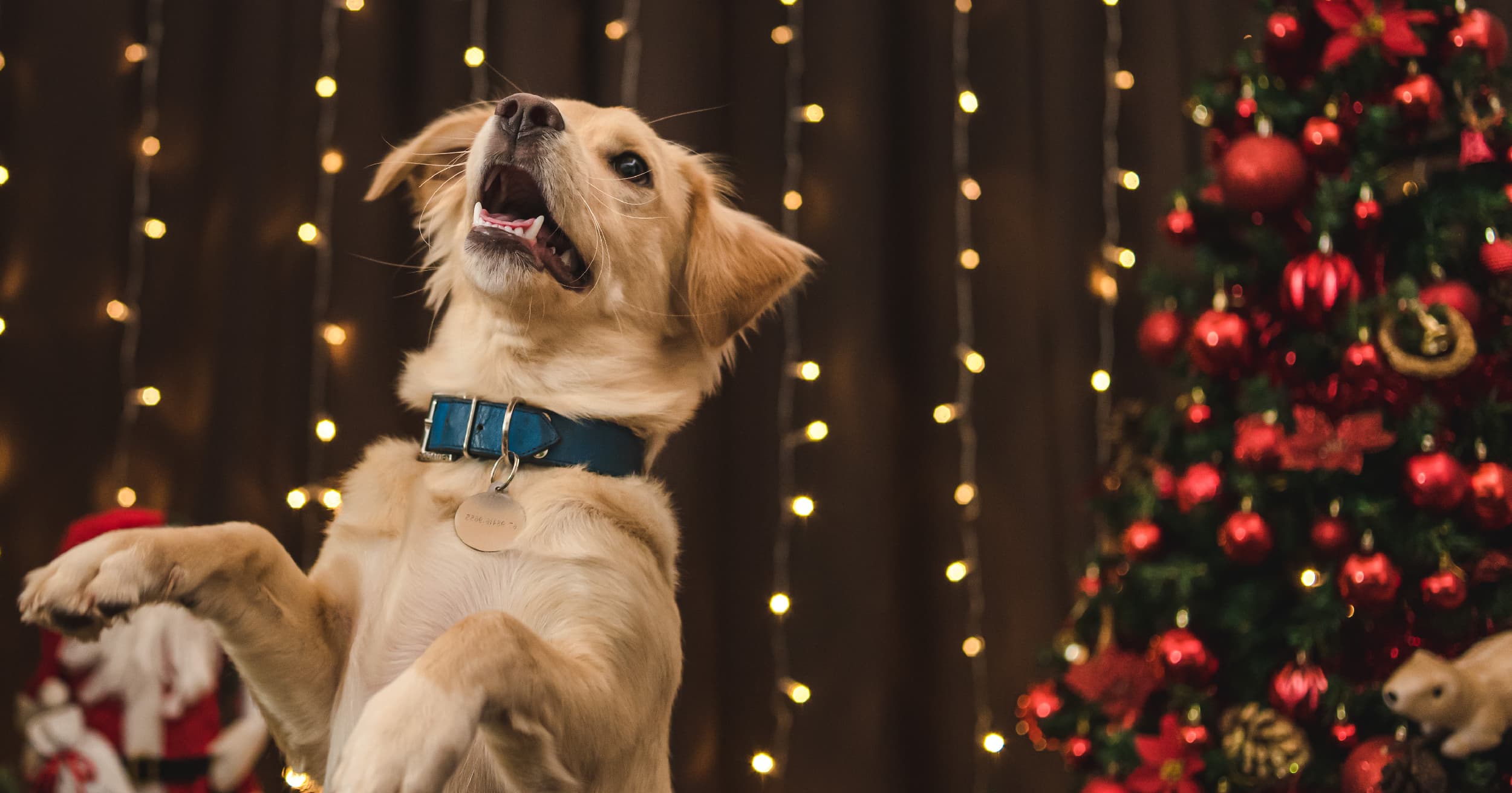 A dog jumping up next to a Christmas tree.