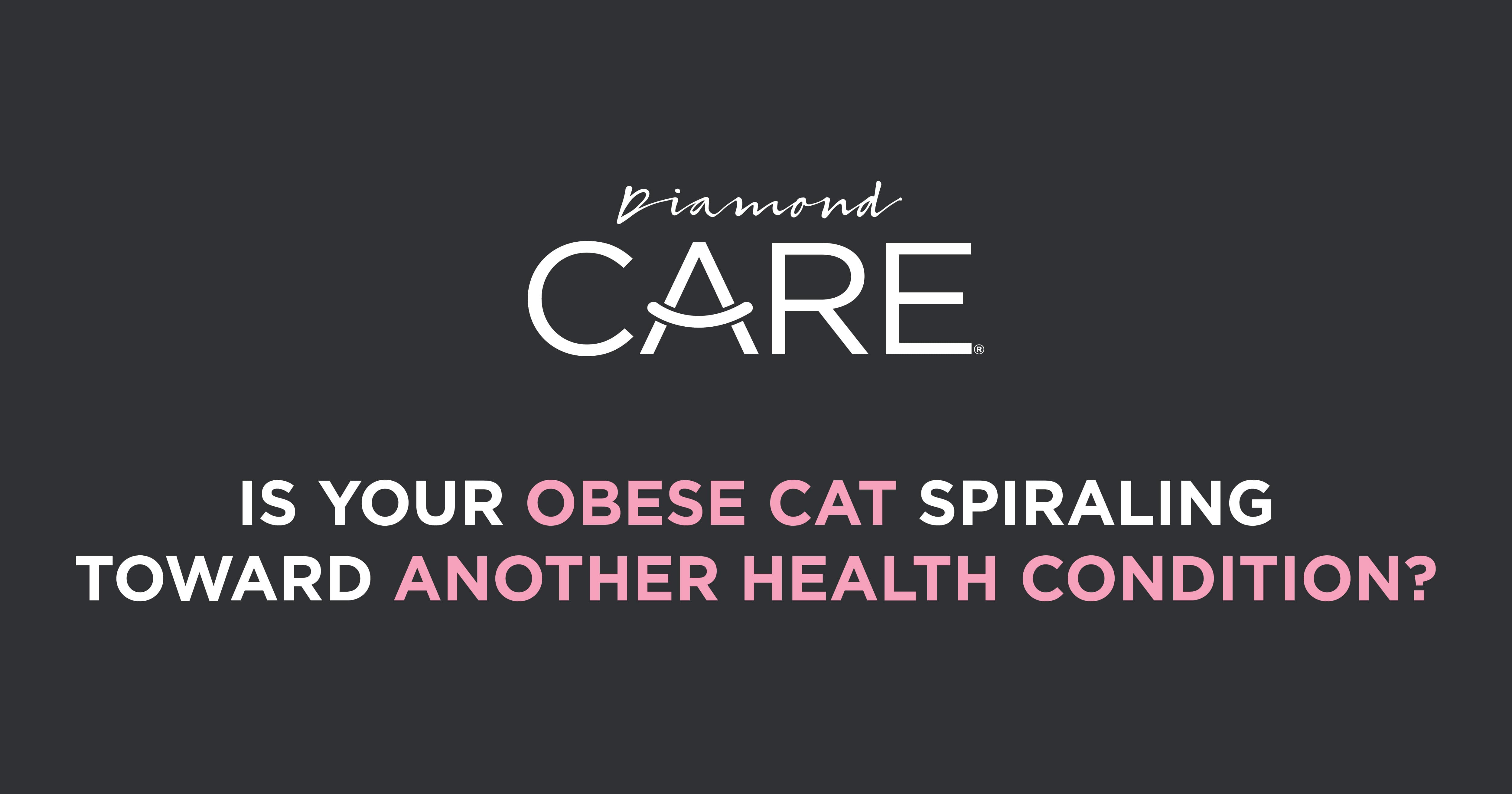 Is your obese cat spiraling toward another health condition? | Diamond CARE