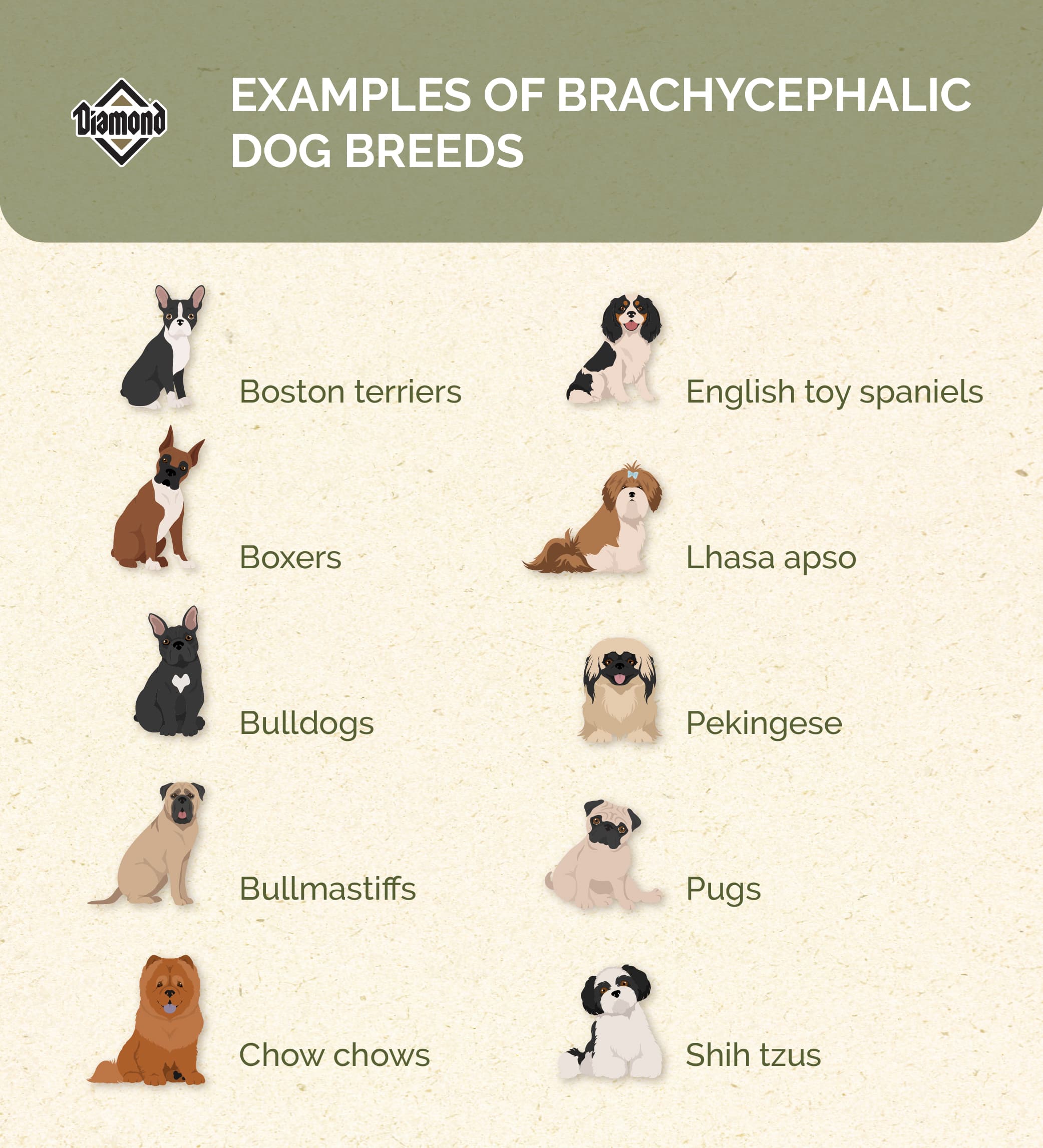Exercise Caution With Brachycephalic Dog Breeds Diamond Pet Foods