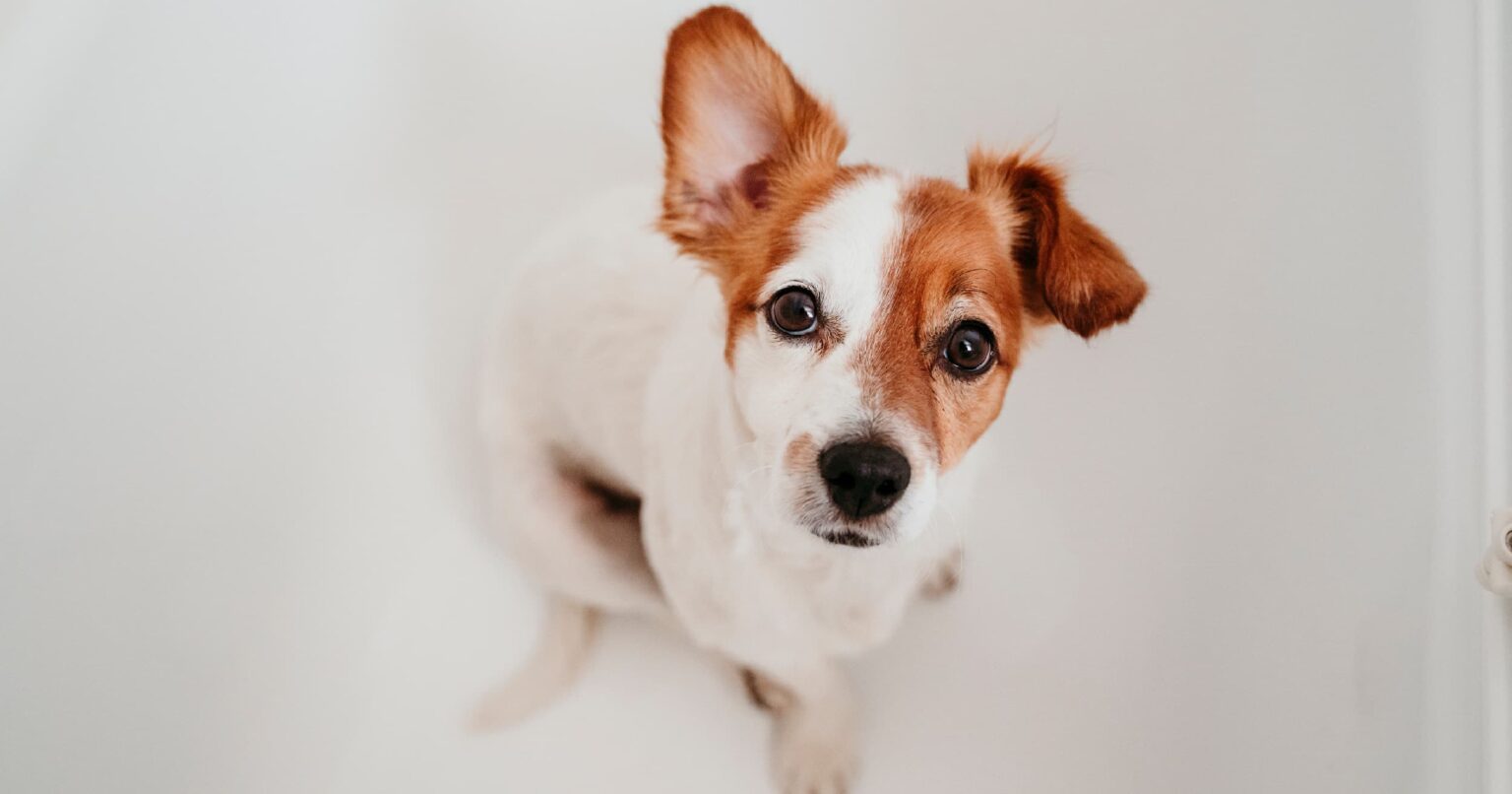 Photo inspiration: Preventing Gobbling In Dog Breeds Reference: Pet Talk Blog Pet Parent Resources