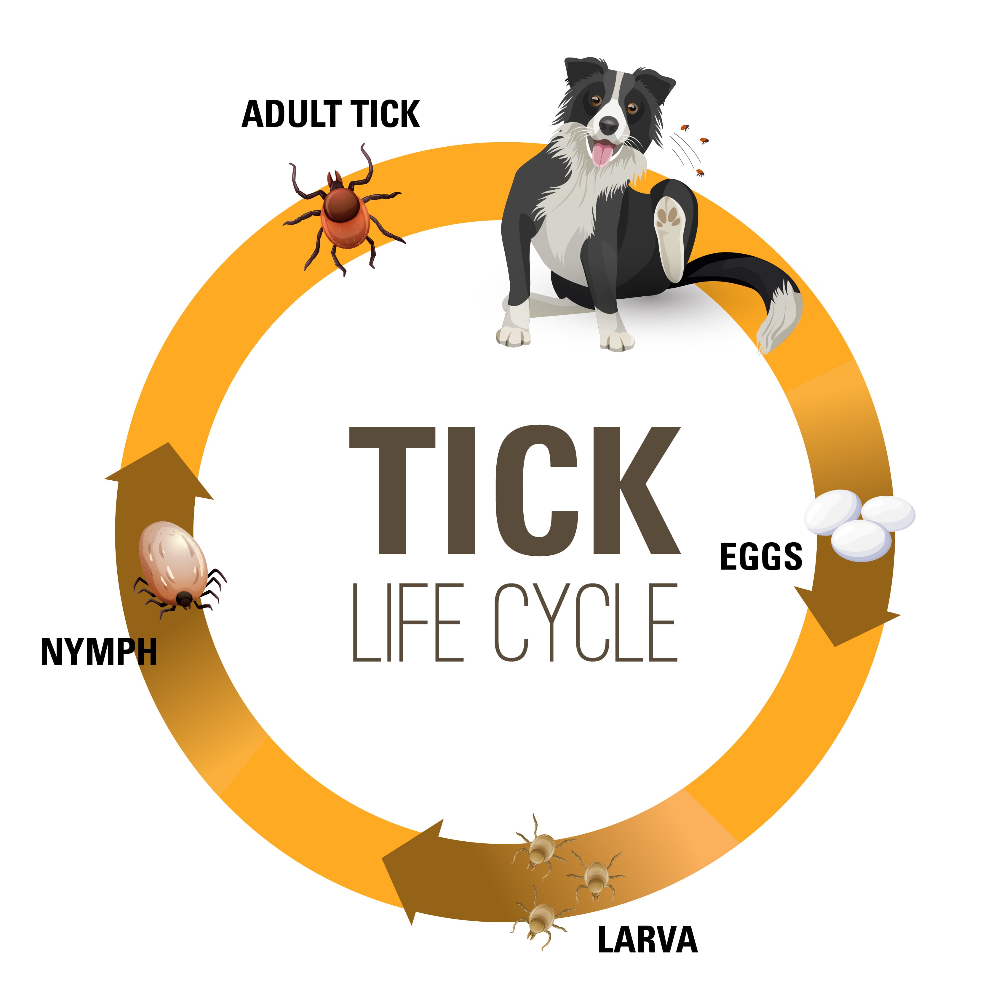 A cartoon tick life cycle depicting the four life stages of ticks.