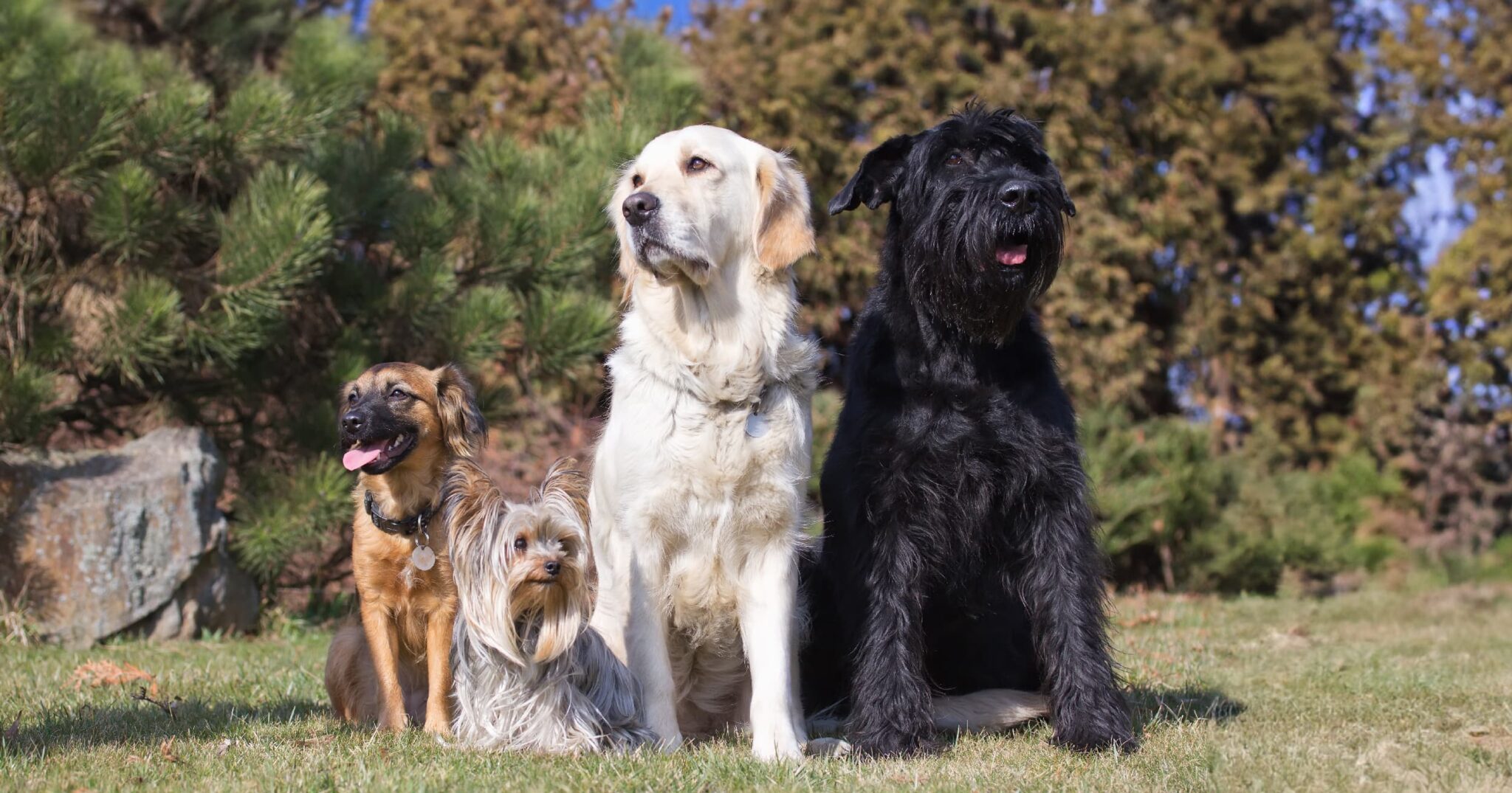 Photo inspiration: Fresh Look at Pet Talk Blog Pet Parent Resources