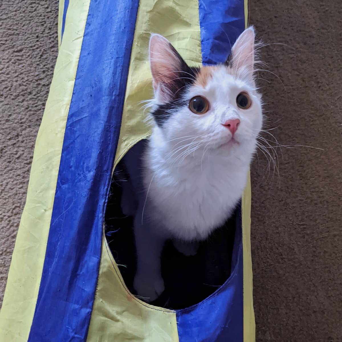 A black, white and brown cat poking its head out of the hole of a tunnel-shaped cat toy.