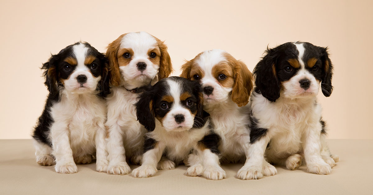 When Do Puppies Stop Growing?