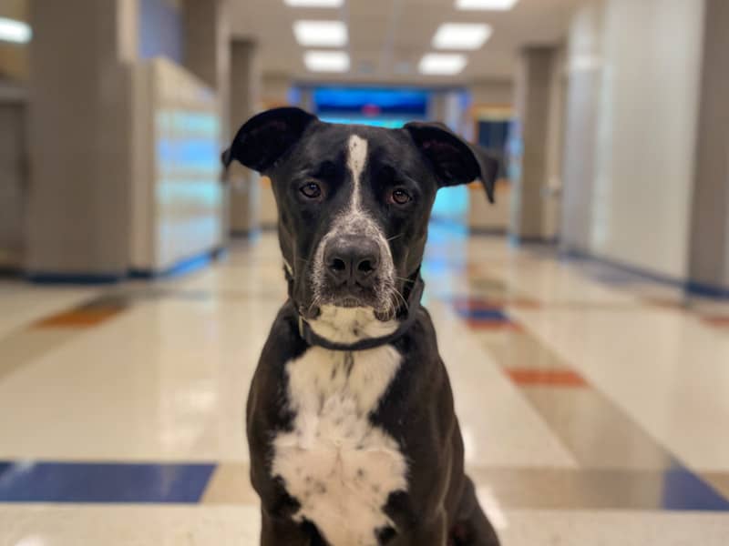 A close-up of Gregory, a boxer/Labrador mix, sitting in a school hallway.